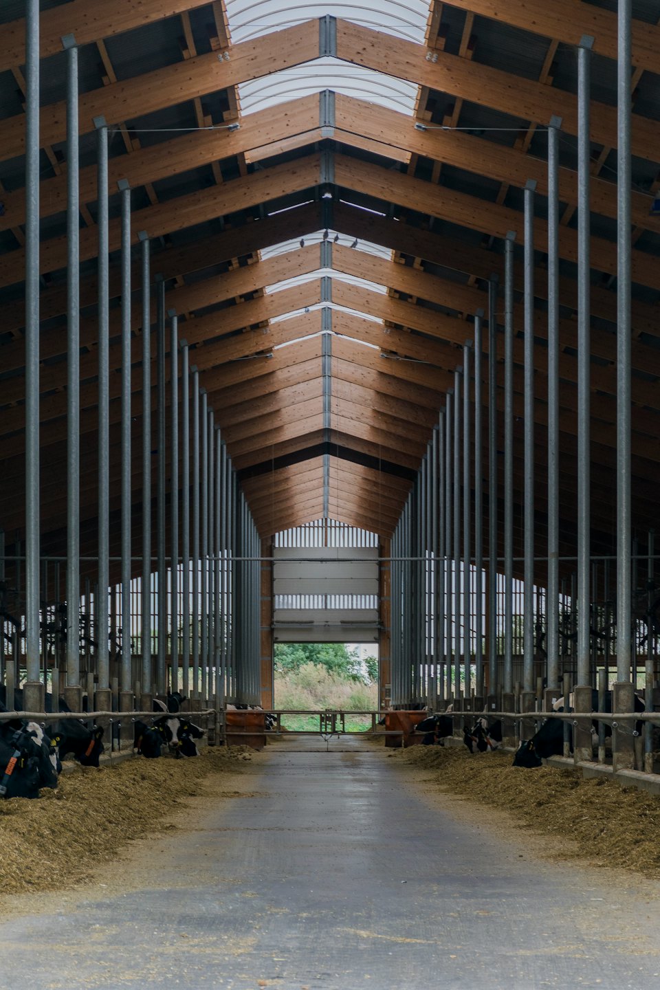 Dairy cows eating hay inside a modern barn.
